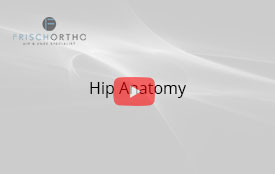 Hip Anatomy